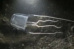Mediterranean box jellyfish (Carybdea marsupialis) above a sandy seabed with trailing tentacles