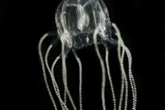 Mangrove box jellyfish (Tripedalia cystophora) with beaded tentacles trailing from its bell