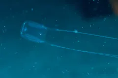 Box jellyfish of the genus Carybdea swimming sideways through coastal water