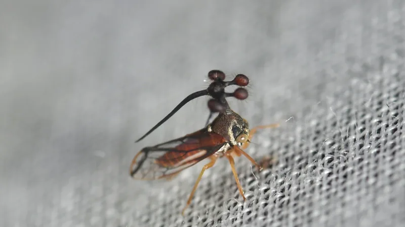 Brazilian treehopper in side view, stalked globes above its back and a long spine sweeping back