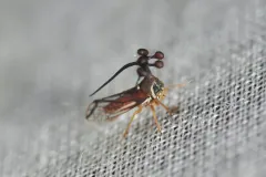 Brazilian Treehopper