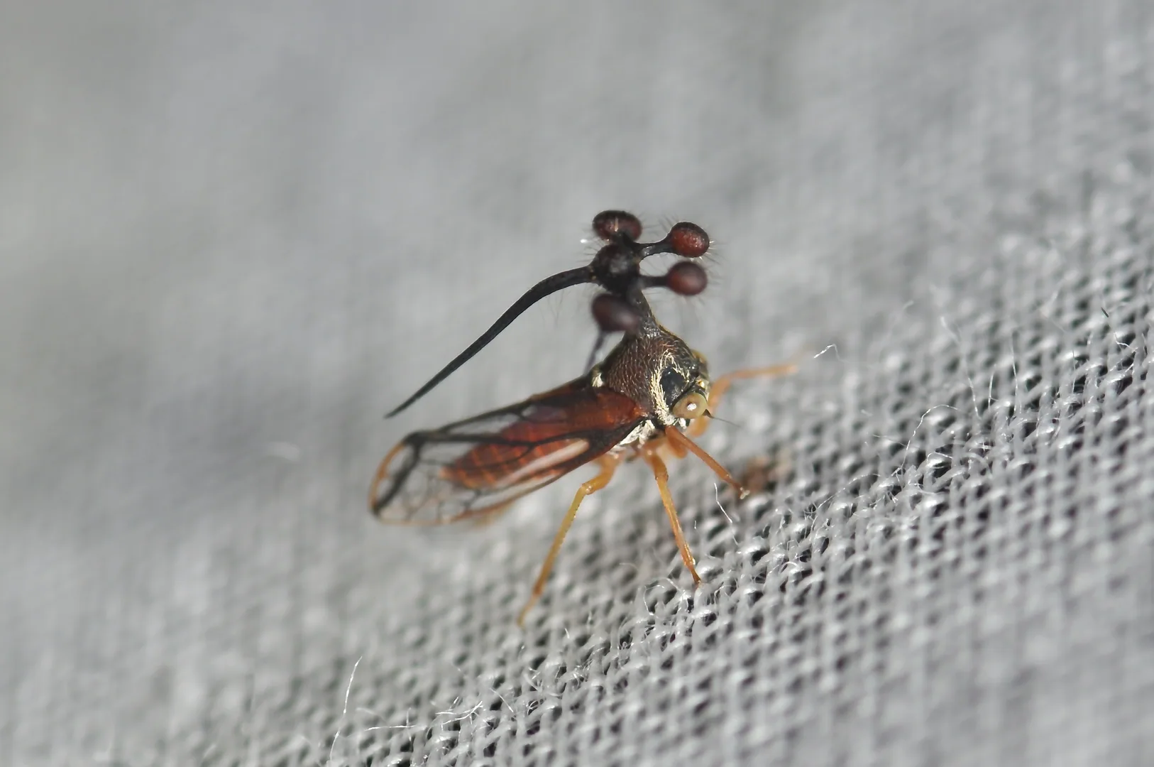 Brazilian Treehopper