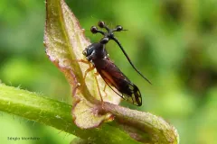 Brazilian treehopper perched on a rainforest leaf displaying its pronotal appendage