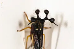 Brazilian treehopper from above, bristled globes on branching stalks over its dark wings
