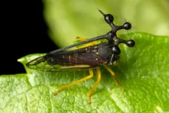 Brazilian treehopper in side view on a leaf, stalked globes and a long spine curving over its wings