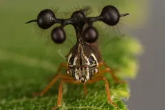 Head-on view of a Brazilian treehopper, bristled globes on stalks above a striped face