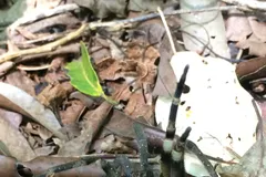 brazilian wandering spider in natural habitat