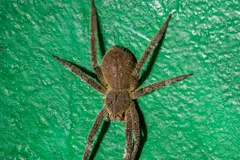 brazilian wandering spider in natural habitat