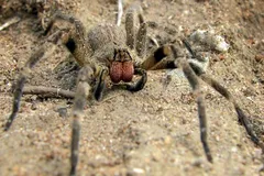 brazilian wandering spider in natural habitat
