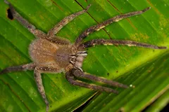 brazilian wandering spider in natural habitat