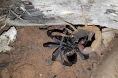 Brazilian Yellow Scorpion