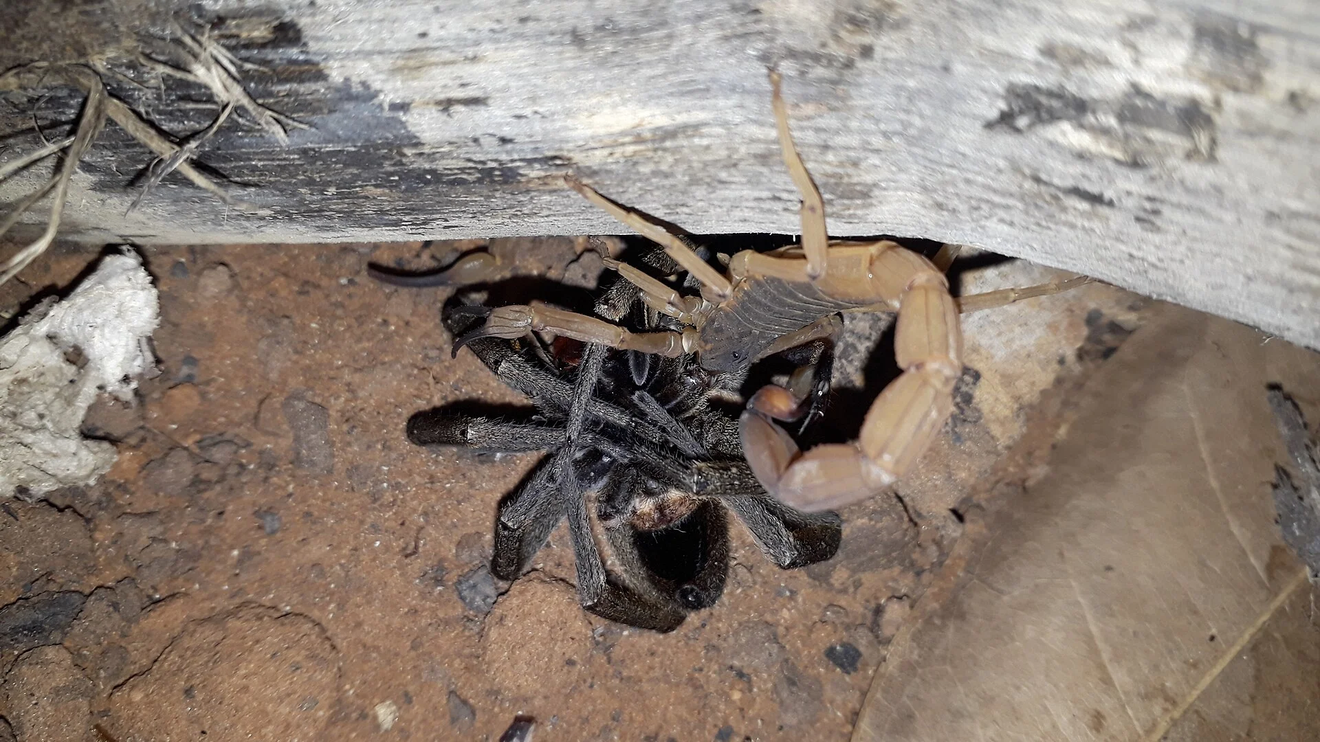 Brazilian Yellow Scorpion