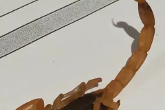 Segmented orange tail of a Brazilian yellow scorpion curled over a printed white sheet