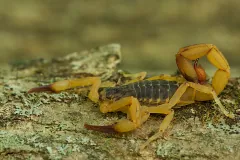 Brazilian yellow scorpion on lichen-covered bark, yellow legs and pincers, dark grey trunk, tail curled over its back with the stinger raised
