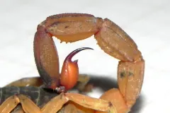 Close view of a Brazilian yellow scorpion's tail tip, orange segments ending in a dark curved stinger, on a white surface