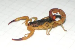 Brazilian yellow scorpion on a white grid sheet, yellow legs and pincers, dark trunk, tail arched with a reddish stinger