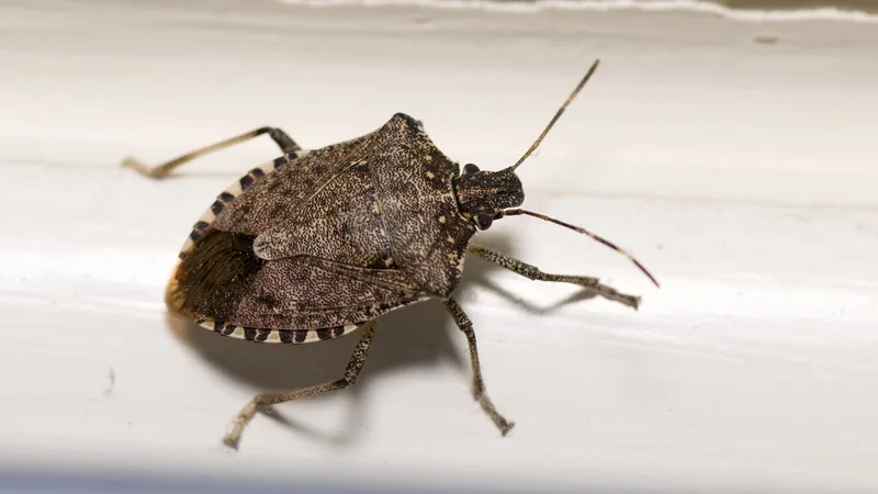 Brown marmorated stink bug on a white sill, its shield-shaped back edged with pale bands