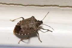 Brown Marmorated Stink Bug