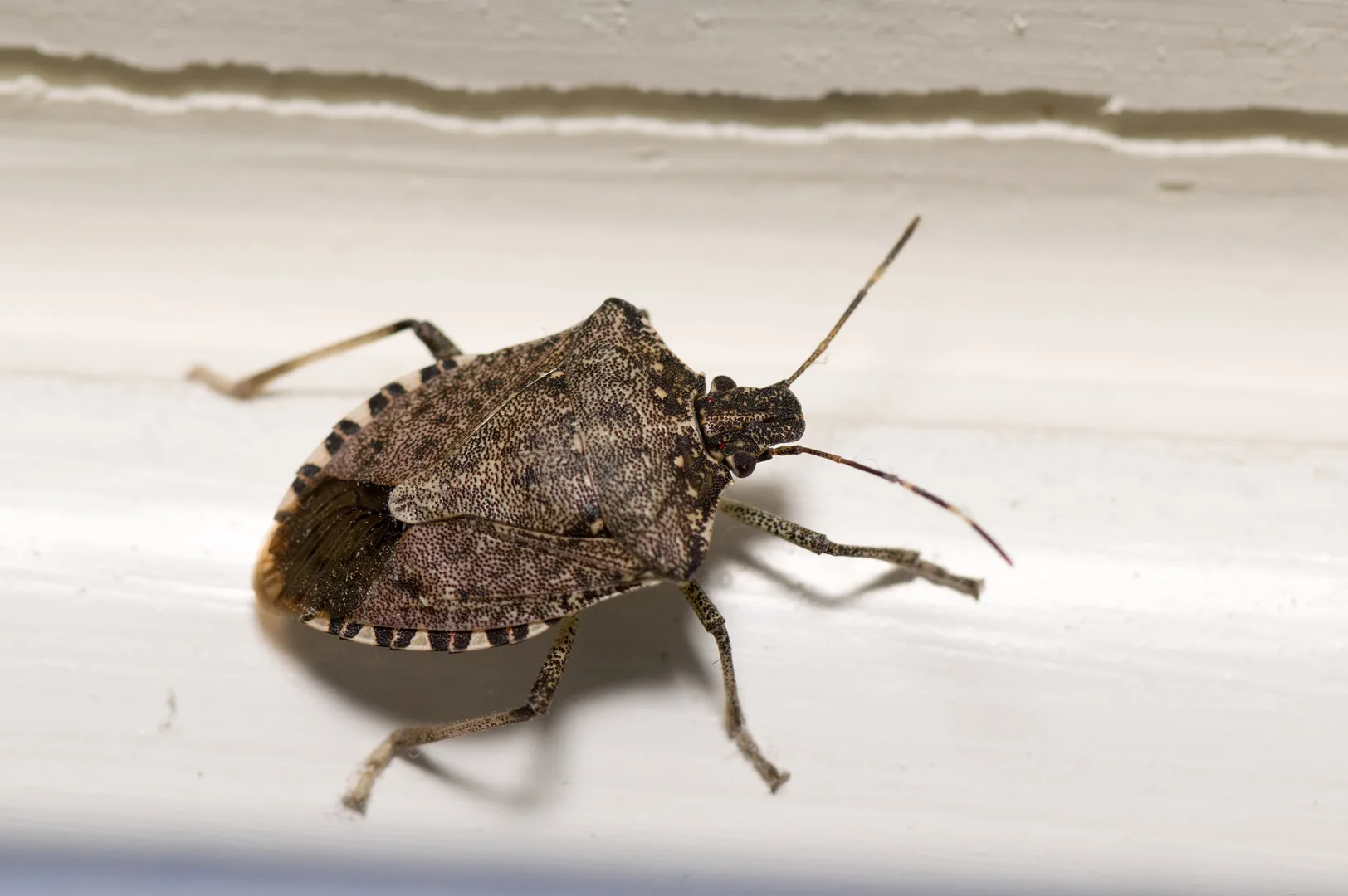 Brown Marmorated Stink Bug