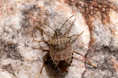 Brown marmorated stink bug on speckled stone, seen from above