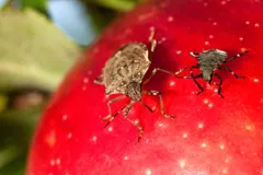 Adult stink bug and a smaller nymph on a red apple