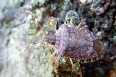 Brown marmorated stink bug on lichen-covered bark