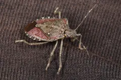Brown marmorated stink bug on a dark woven surface, banded antennae spread