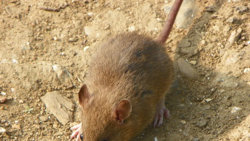 Brown rat sitting on sandy ground with its long tail curled behind