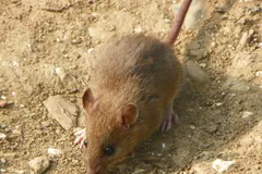 Brown Rat