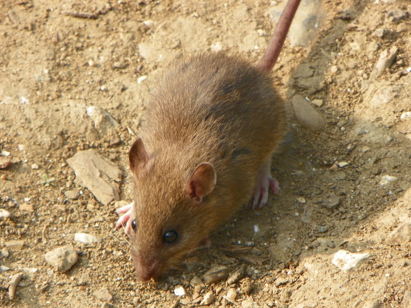 Brown Rat