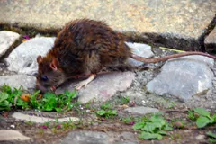 Dark brown rat feeding among stones and low plants