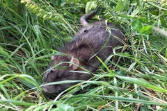 Brown rat moving through long grass beside a quay