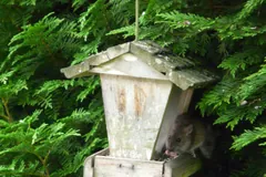 Brown rat climbing a wooden bird table in a garden