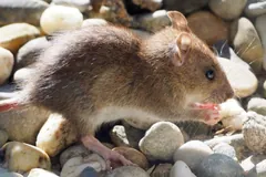 Brown rat on pale pebbles