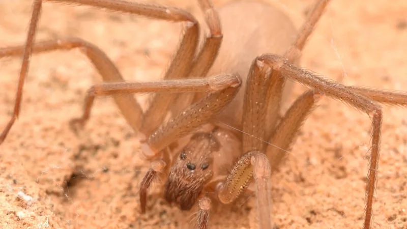Brown recluse spider crouched on sandy ground, long legs spread