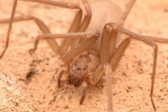 Brown recluse spider crouched on sandy ground, long legs spread