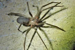 Brown recluse spider on a pale green surface