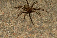 Brown recluse spider on rough grey concrete