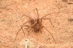 Pale brown recluse spider on a sandy floor