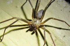 Brown recluse spider showing the dark violin mark on its back