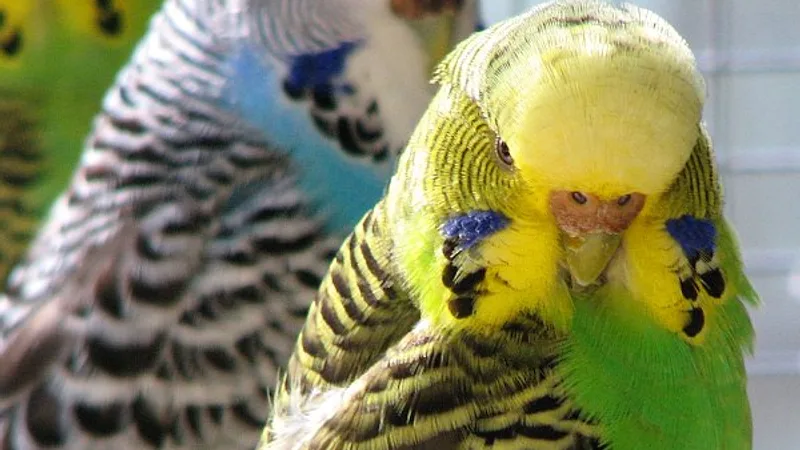 Budgerigar domestic pet
