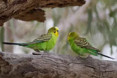 Budgerigar