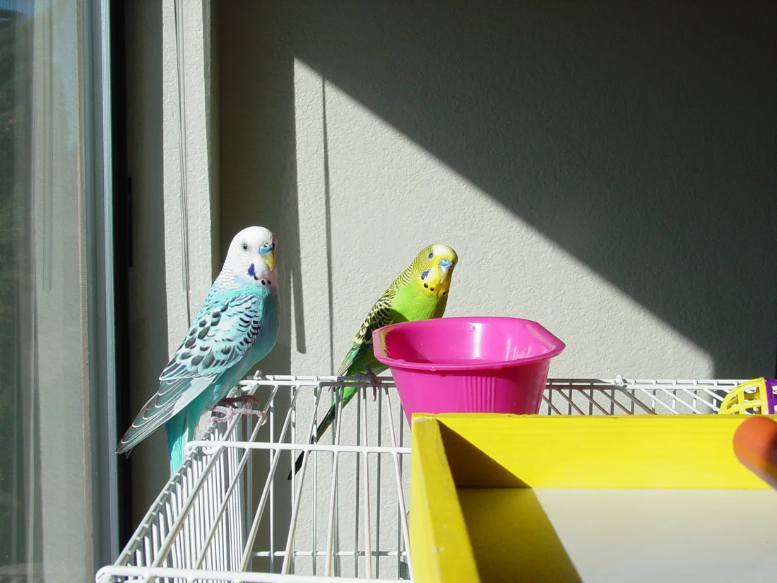 Budgerigar domestic pet