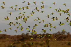 Large flock of budgerigars flying low over dry outback land