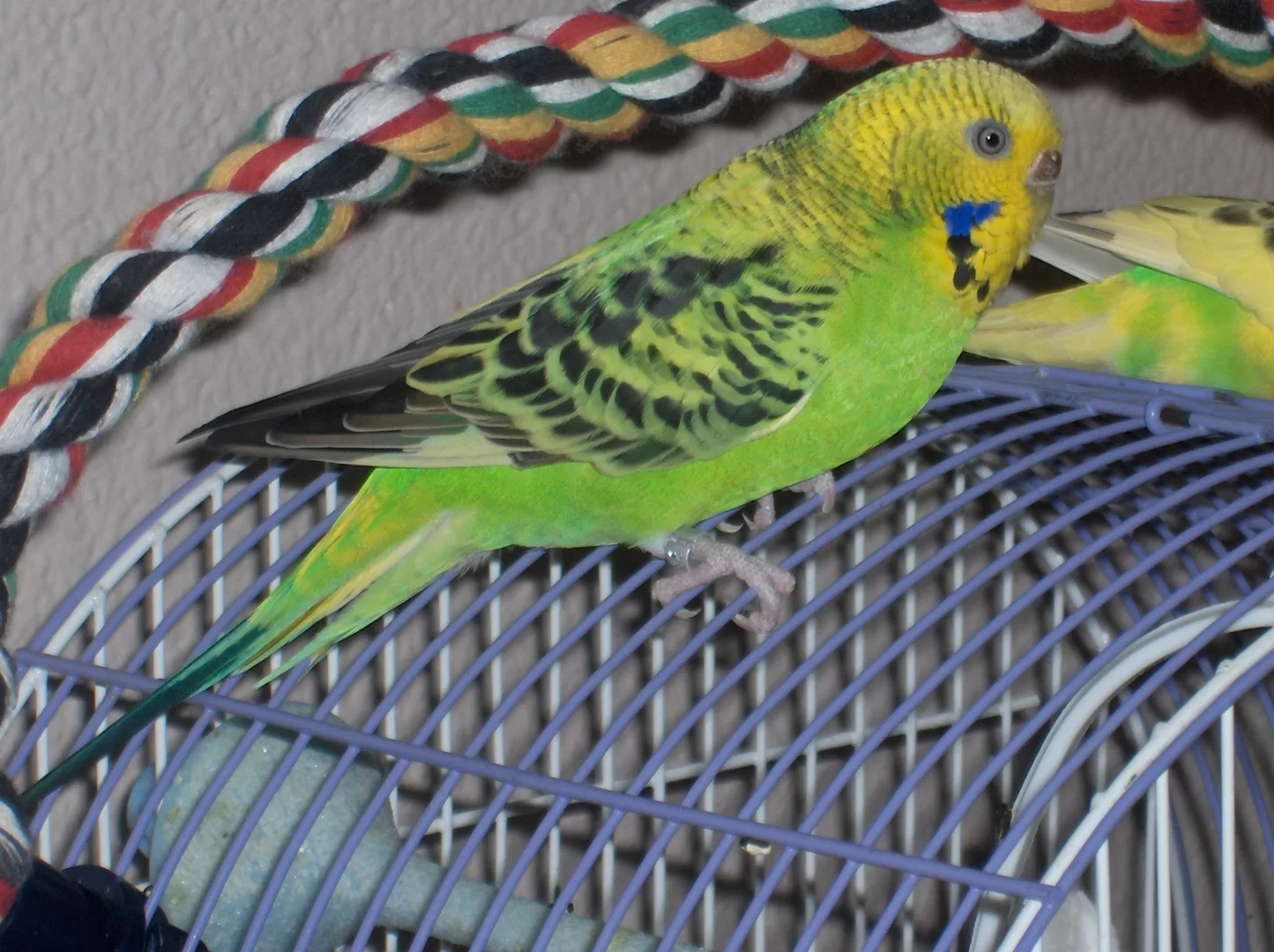 Budgerigar domestic pet