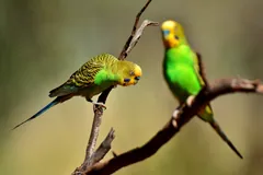 Two wild budgerigars on bare branches, black barring across the back and a blue cheek patch
