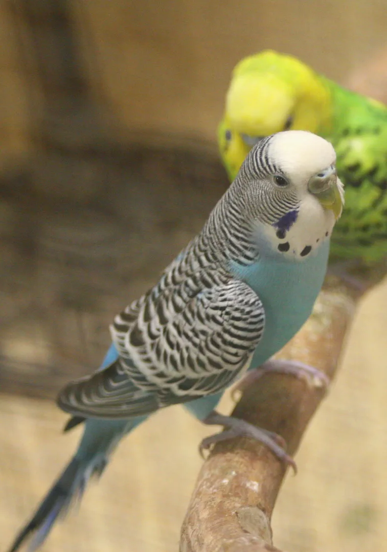 Budgerigar domestic pet