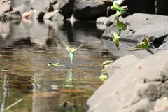 Wild budgerigars drinking at a rock pool, several lifting off the water with wings spread