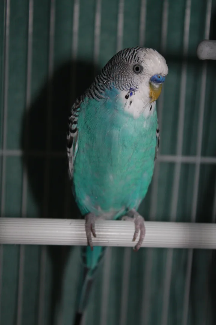 Budgerigar domestic pet