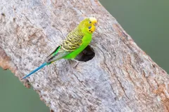 Budgerigar clinging beside a hollow in a dead limb, its yellow face and barred back in sunlight